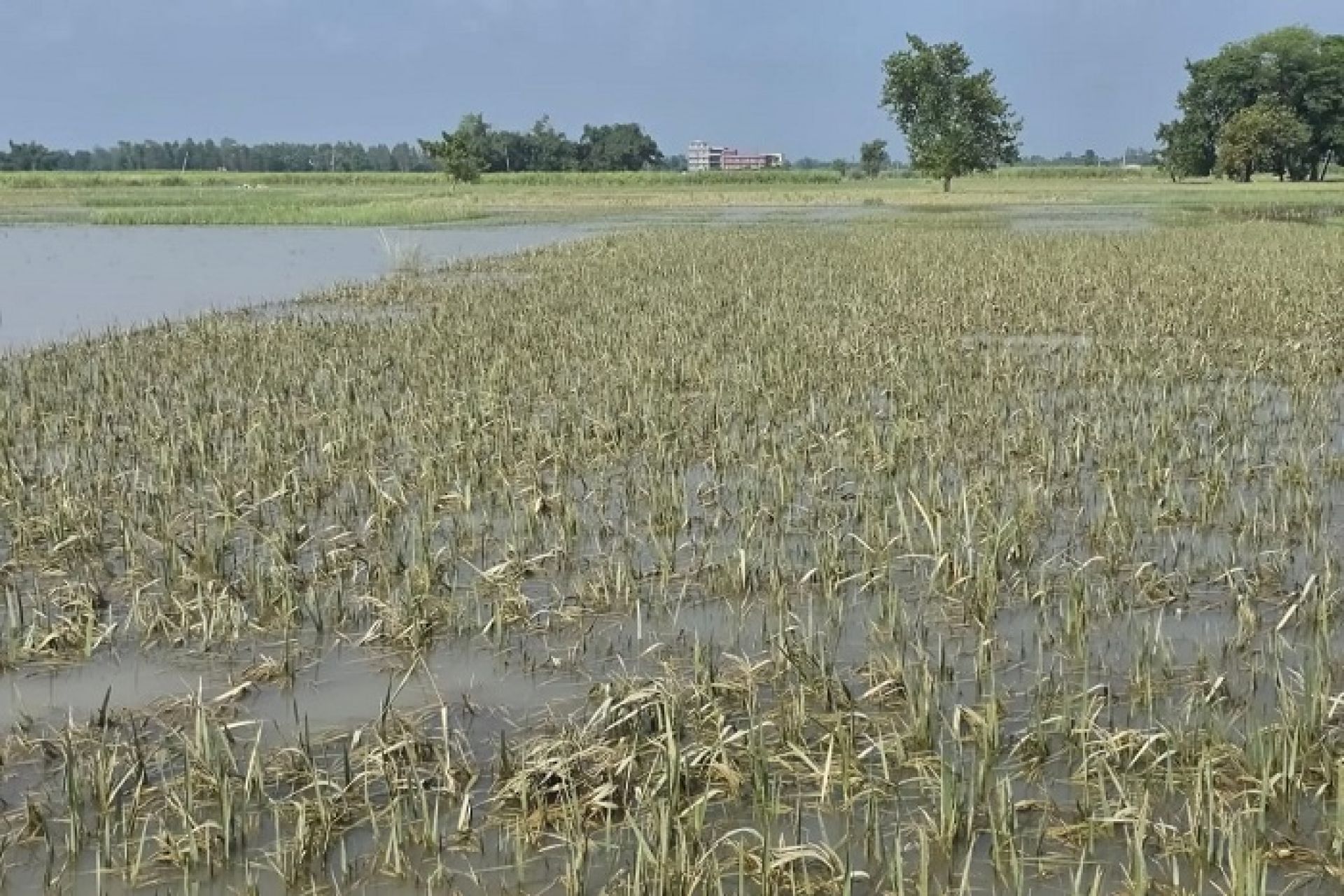 वर्षा र हावाहुरीका कारण १५ प्रतिशत धान बालीमा क्षति